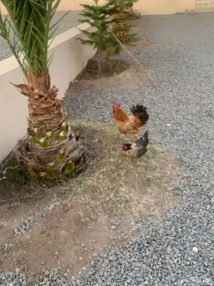 دجاج بادي ديك كفو وحده منها تحتها ست بيض 4