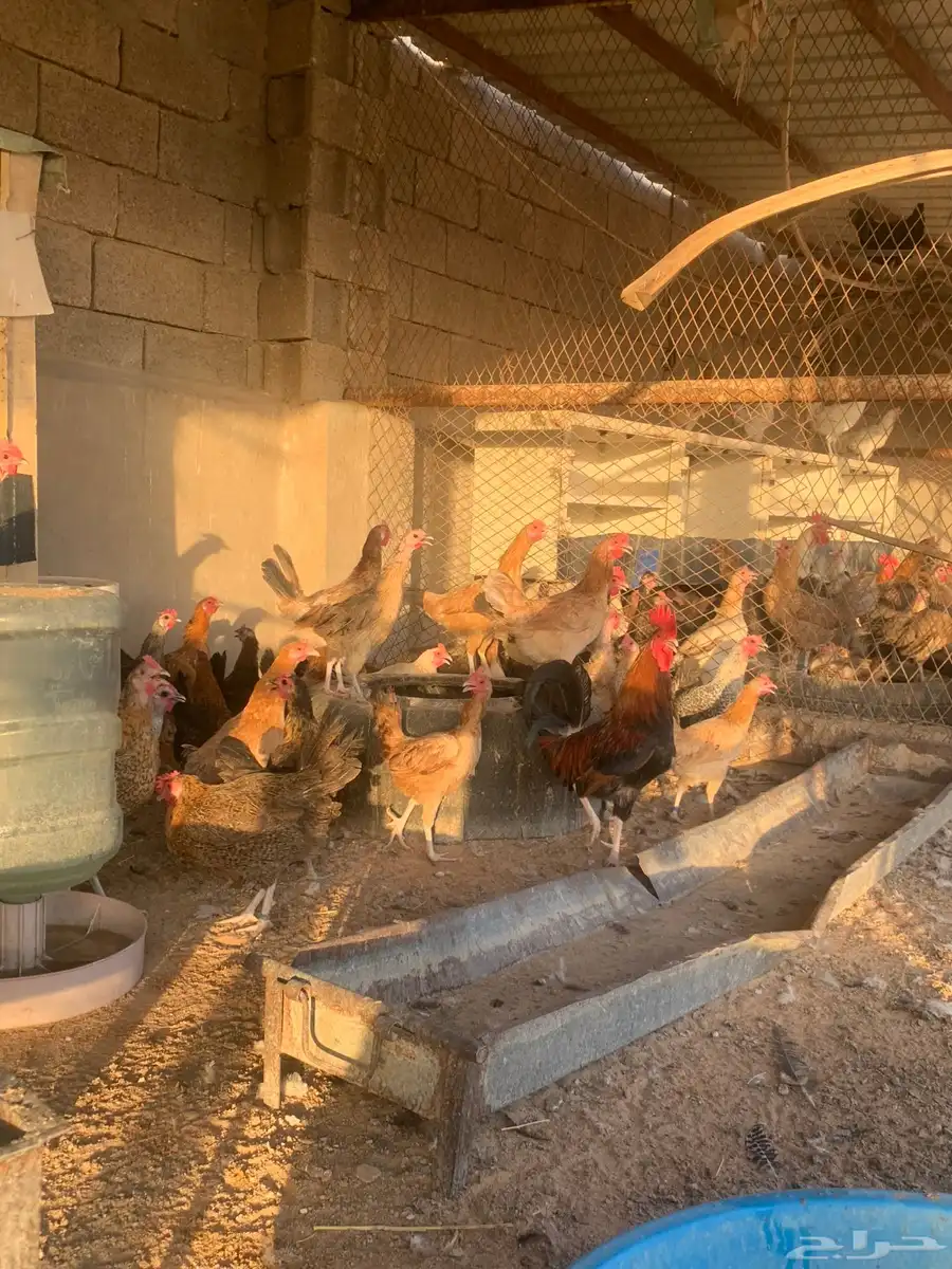مشروع دجاج 2