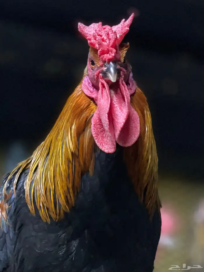 دجاج عربي 7