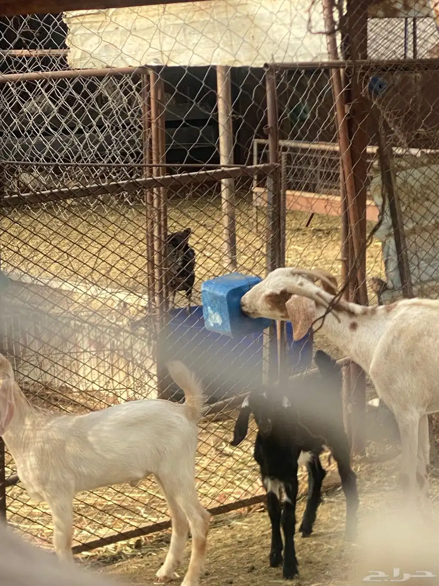ماعز للبيع 3