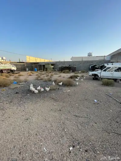 دجاج لوهمان للبيع 1