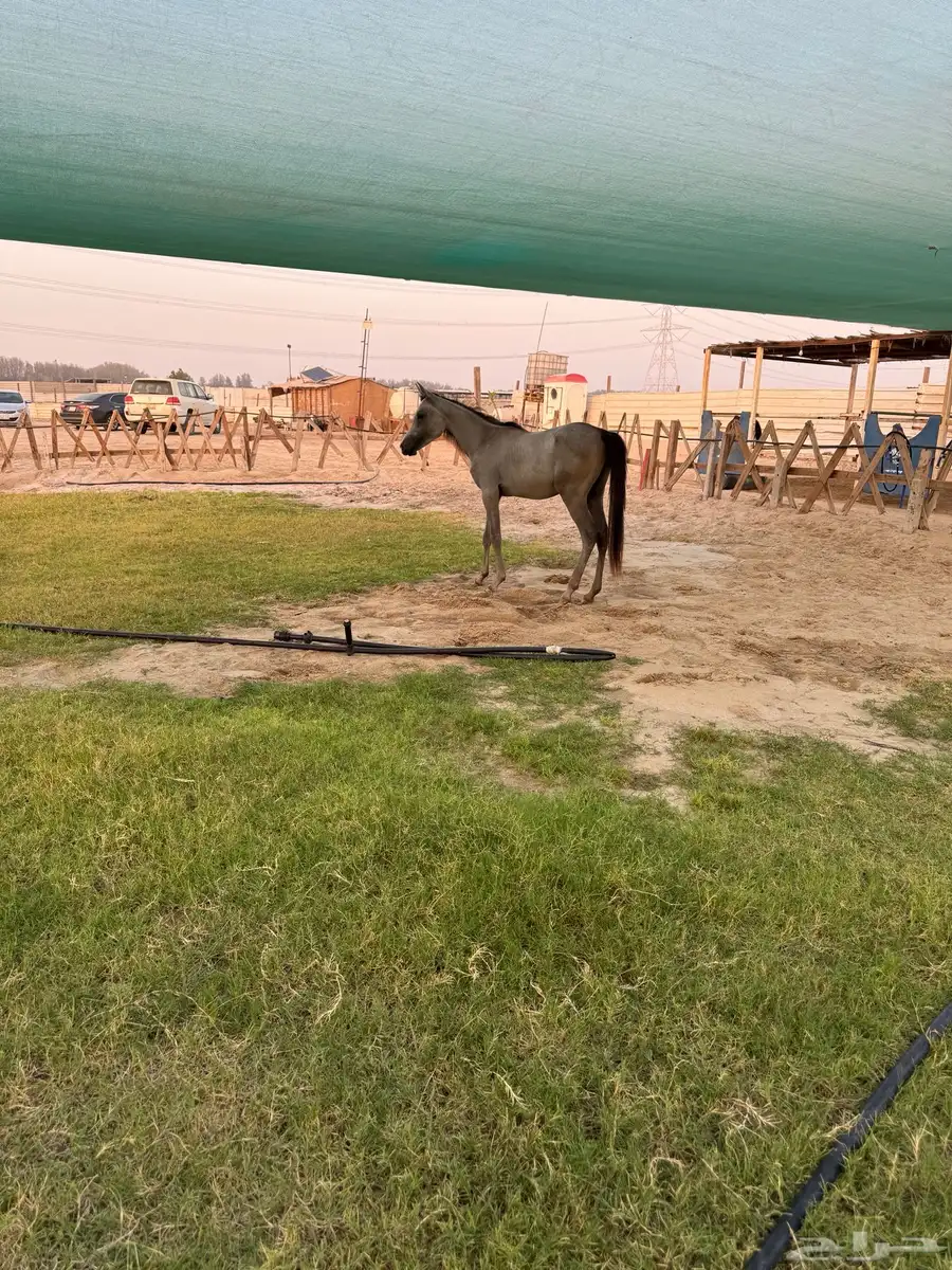 مهره شعبيه 1