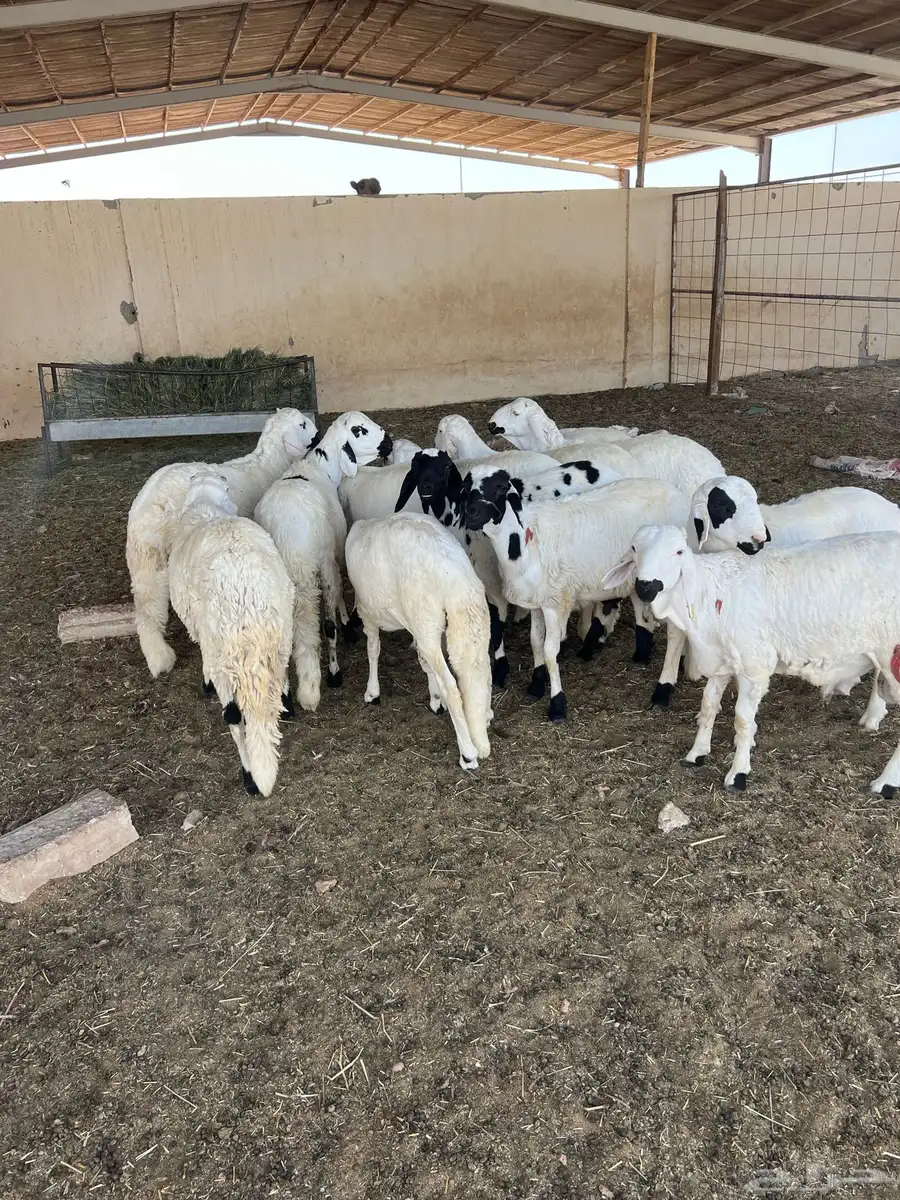 ذبايح برابر وسواكن كله جذعان 0