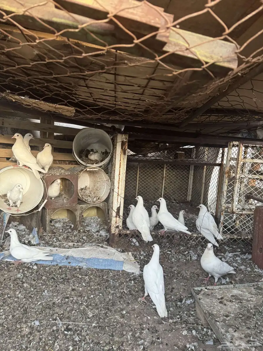 حمام 2
