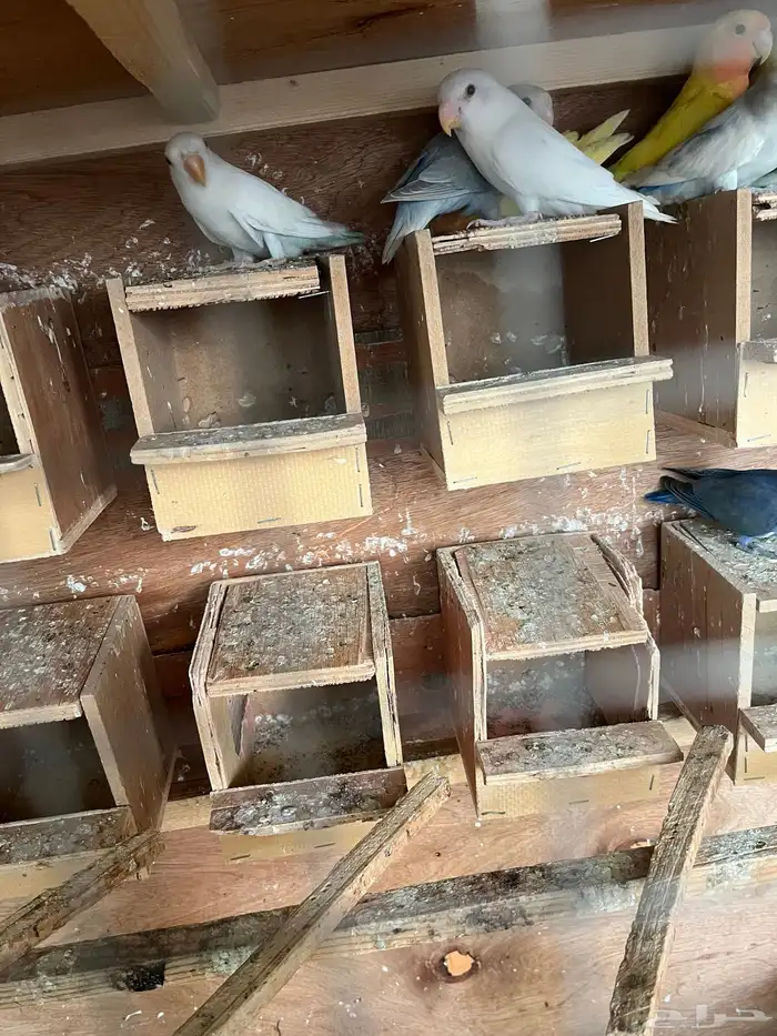 روز الوان مختلفه عمر شهرين 2