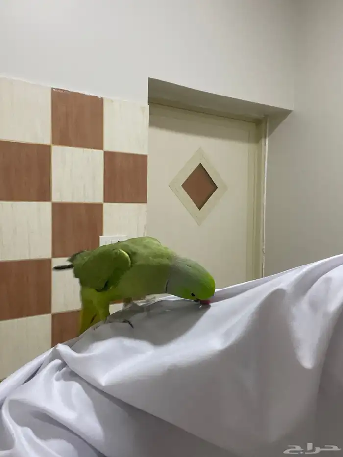 دوره ذكر هندي اليف دون عض 0