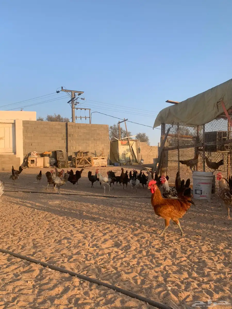 مشروع دجاج 16