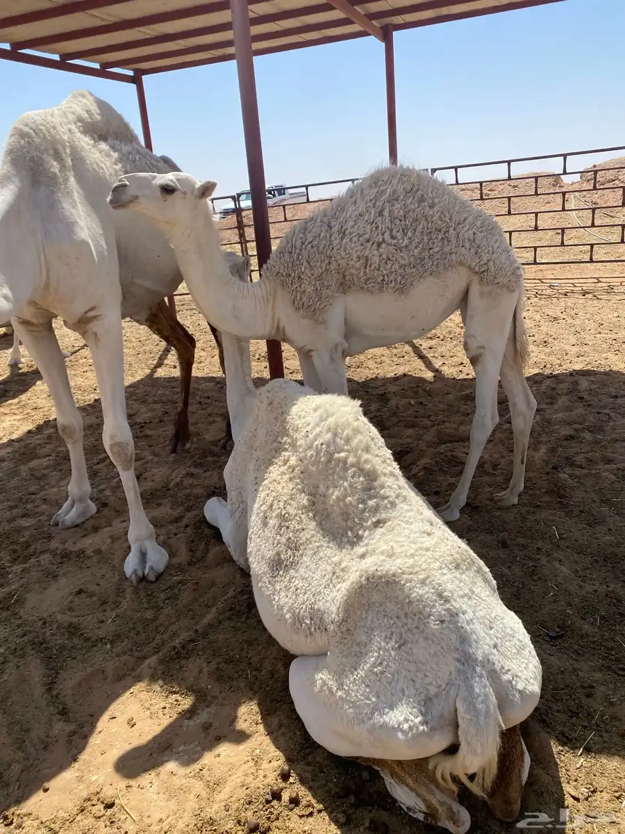 للبيع بكرة كفوو عليانيه عمرها 6 شهور 1