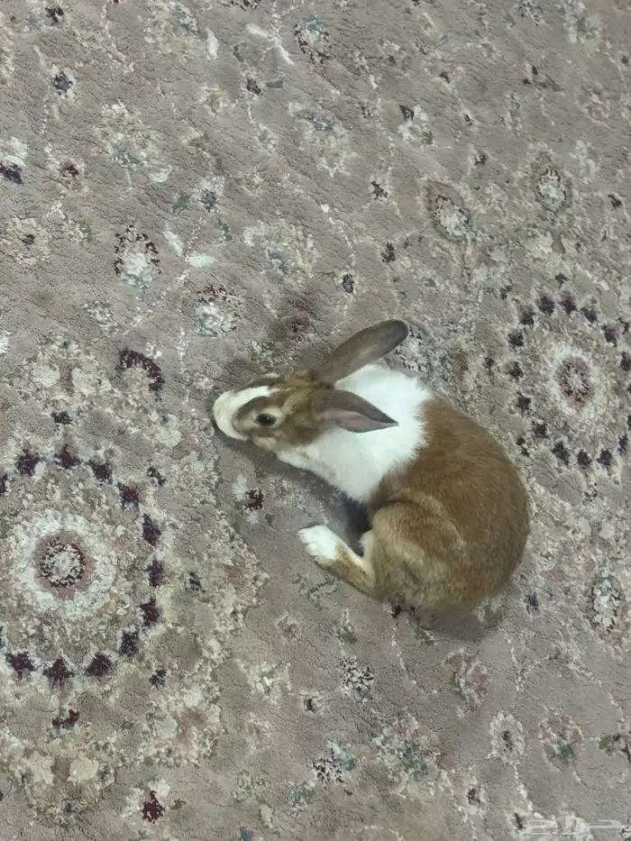 ارنب اليف سعر البيع ب 50 مع صندوقه 0