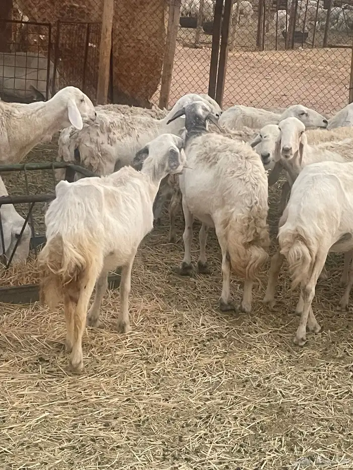 غنم حريات مراح 6