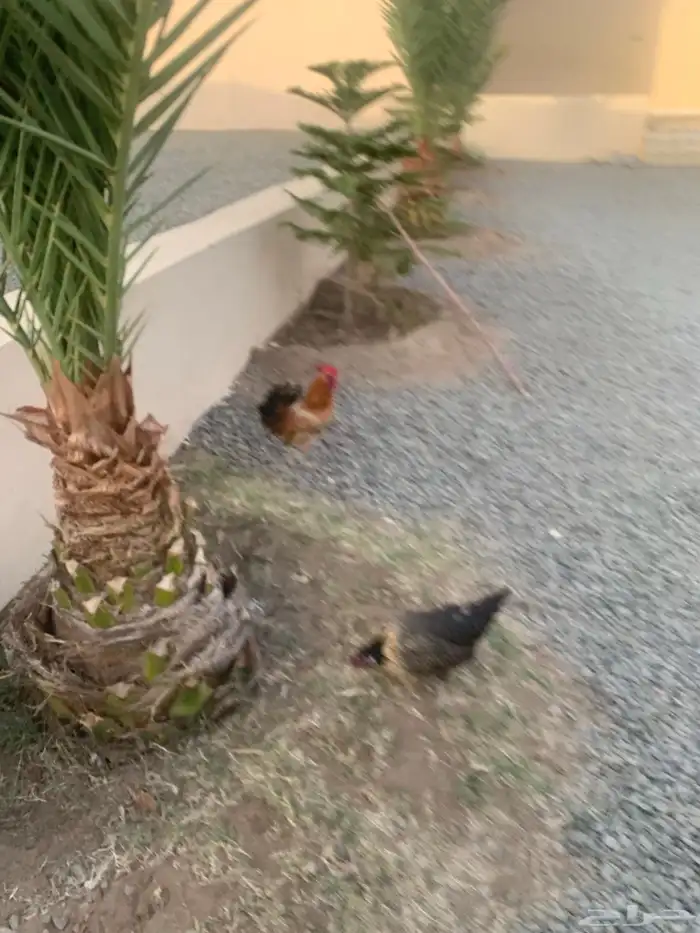 دجاج بادي ديك كفو وحده منها تحتها ست بيض 2