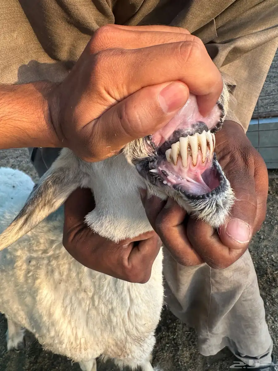 حريات 3