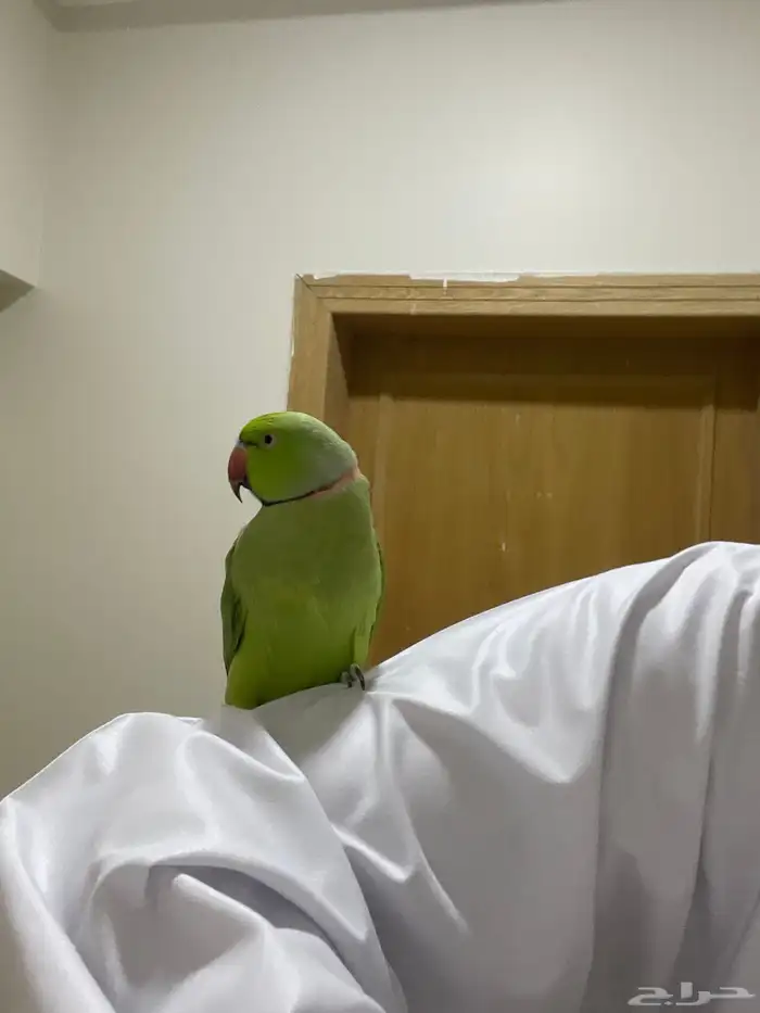 دوره ذكر هندي اليف دون عض 1