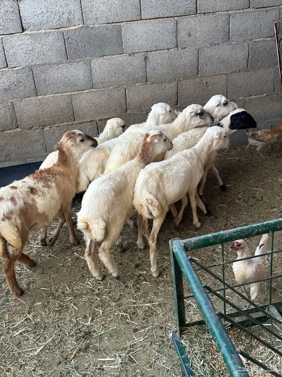 رخال رفيد 5