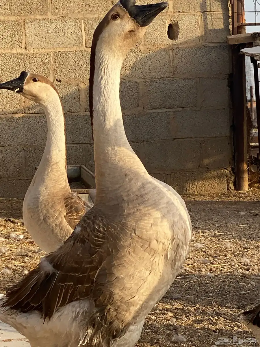 وز عراقي 0