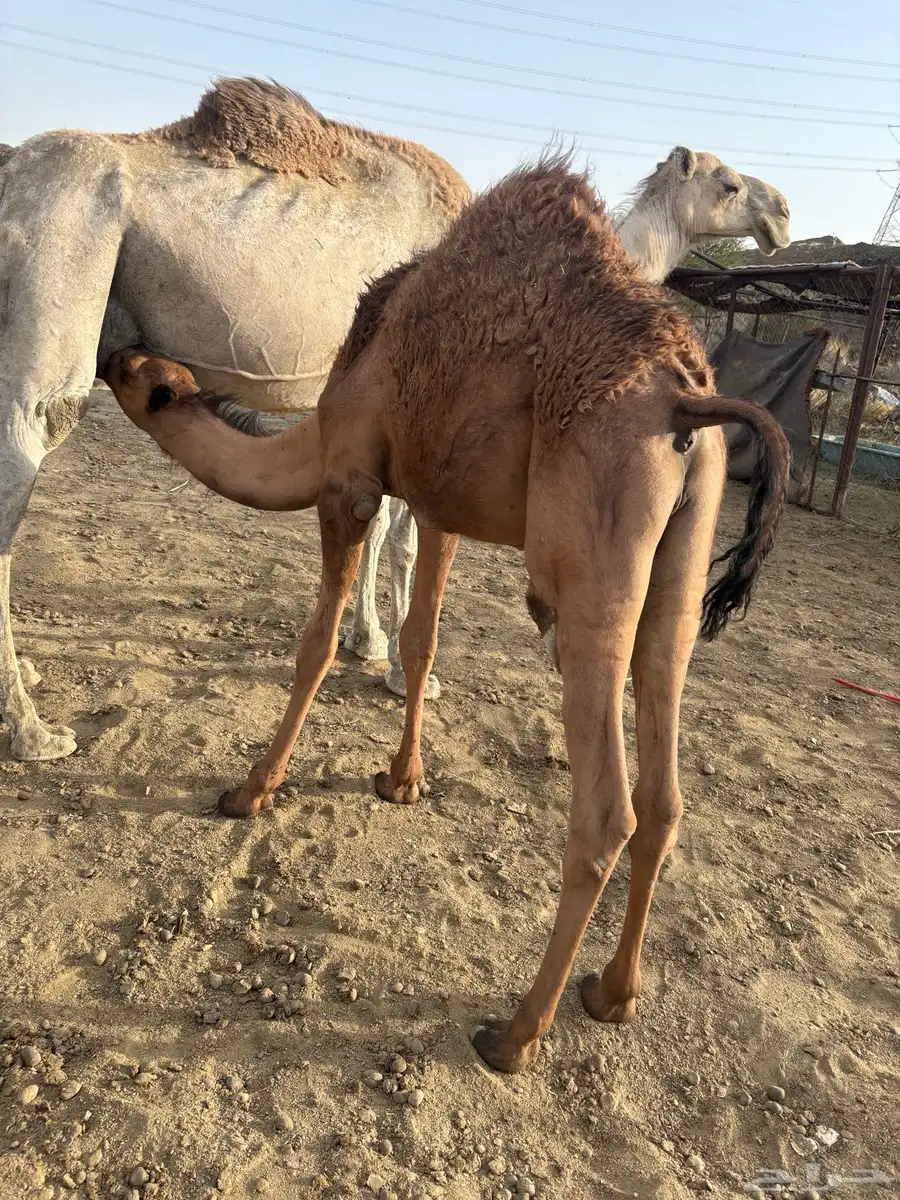 حشوان للبيع 4