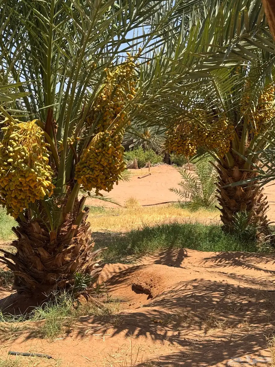 تمر للبيع 1