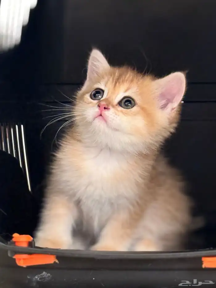 قطط برتش   سكوتش   للبيع 1