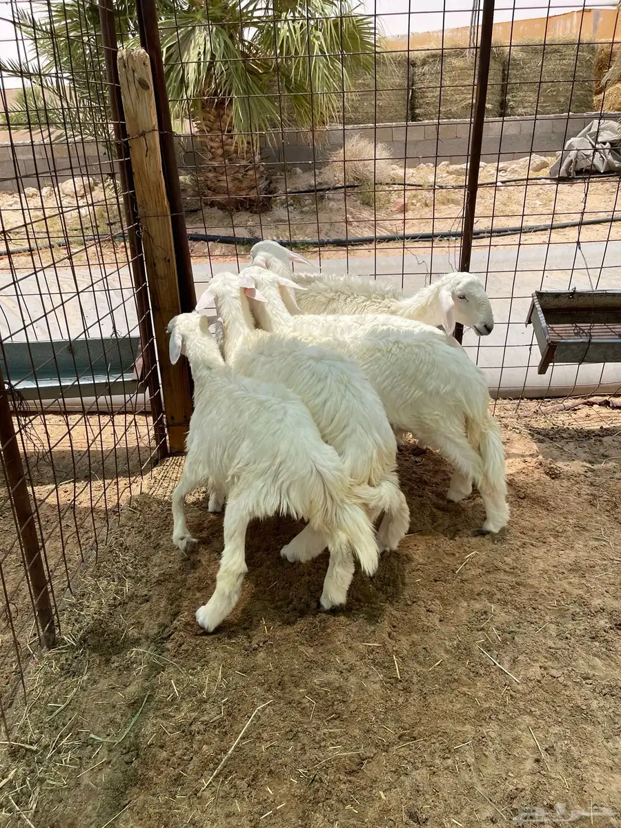 رخال للبيع حريات 3
