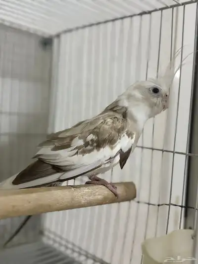 أنثى كروان 3