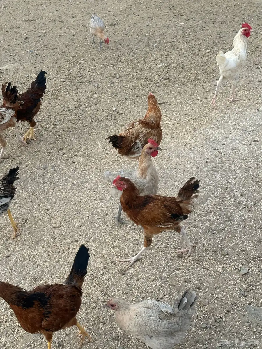 دجاج 4