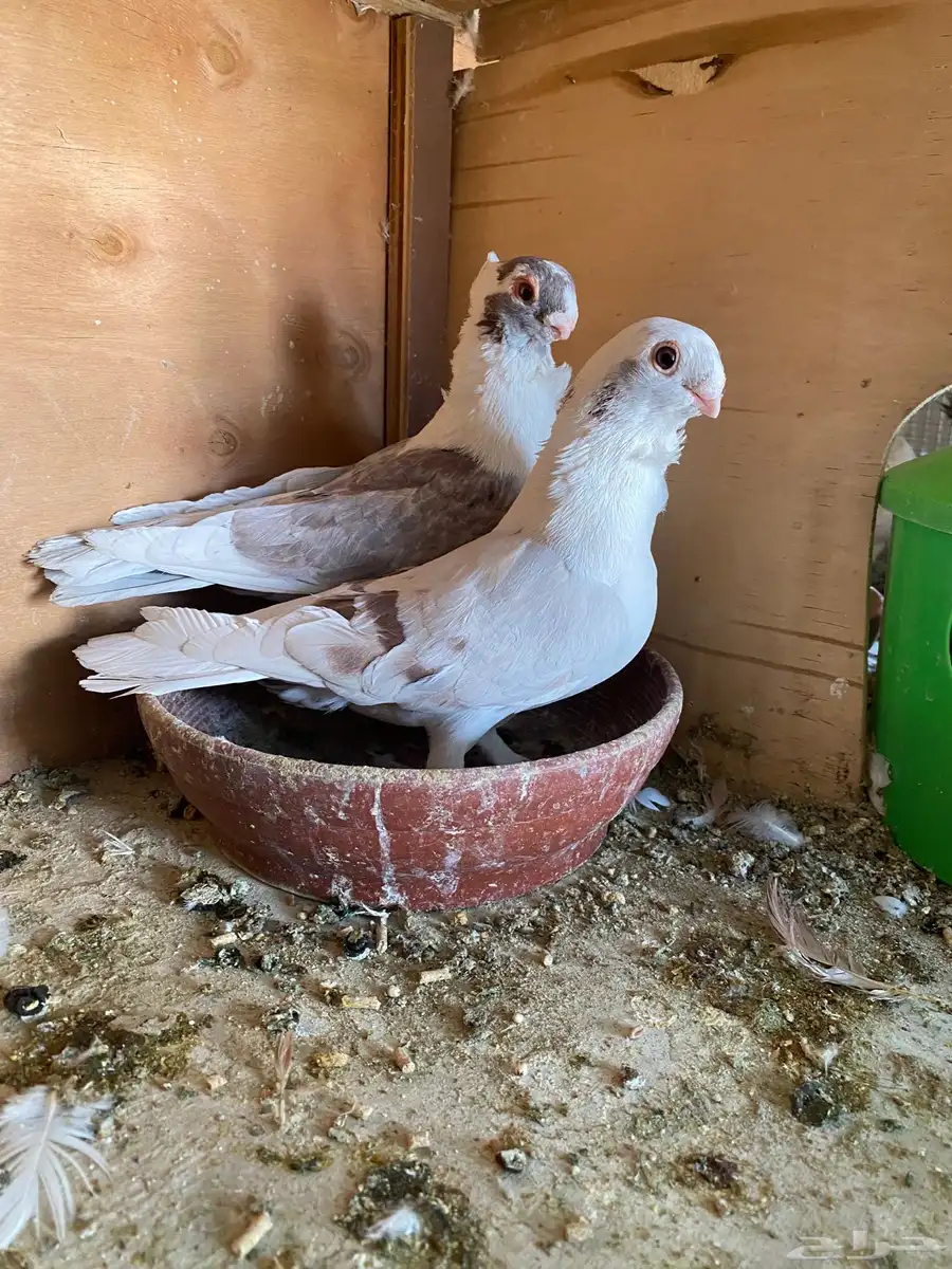 اسطنبولي 0