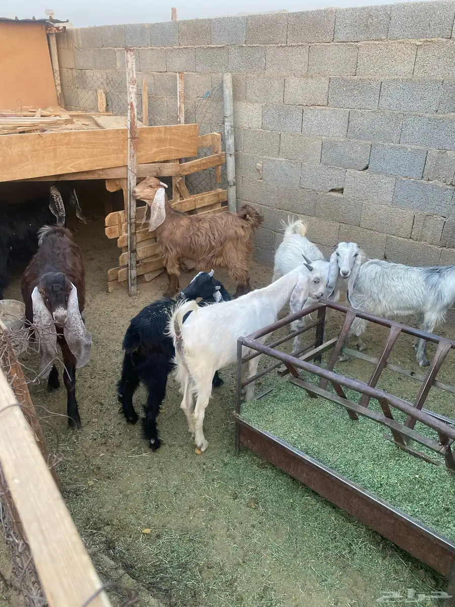 معزا للبيع 1