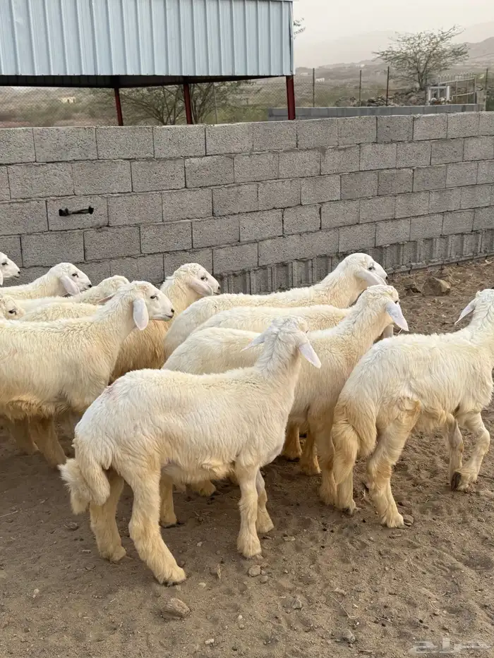 طليان حريات فاخره 14 ( تم البيع) 3