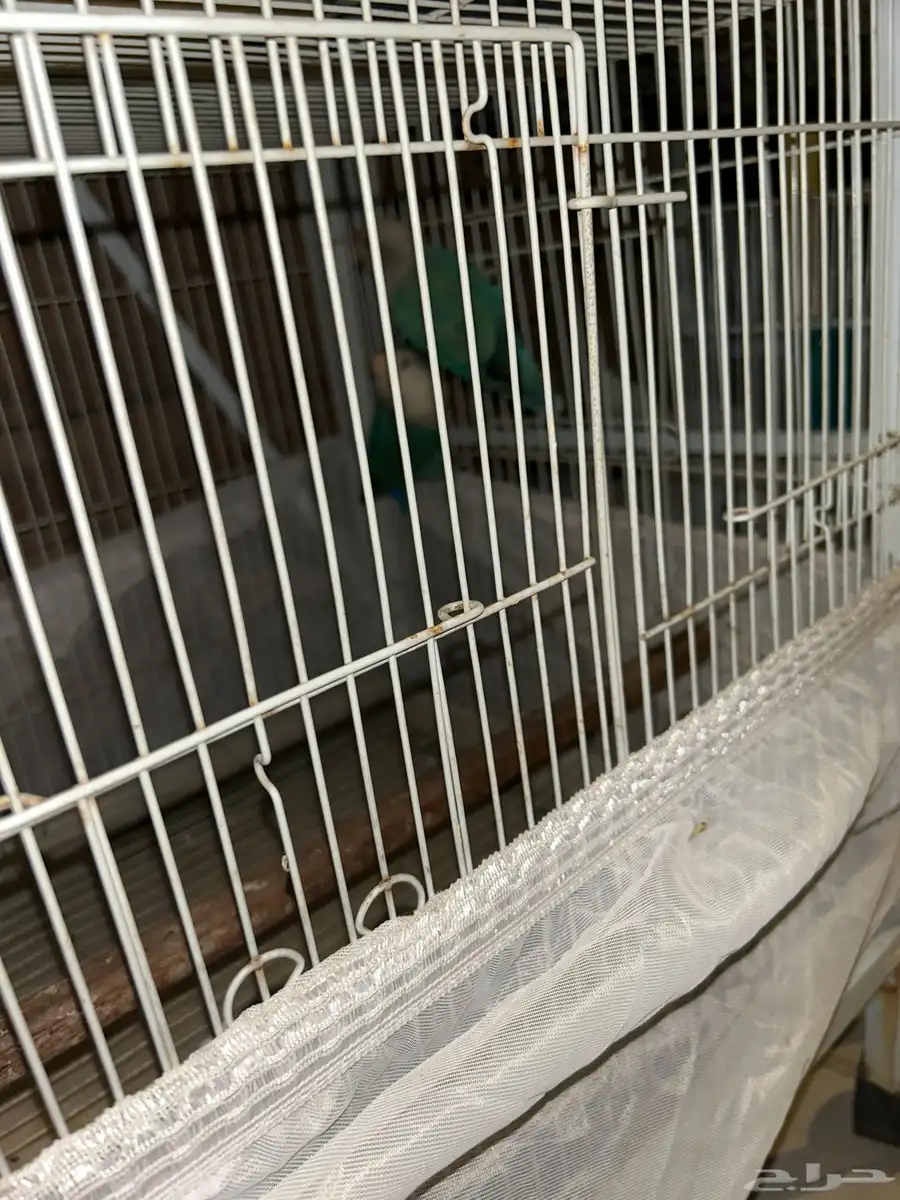 جوز روز 1