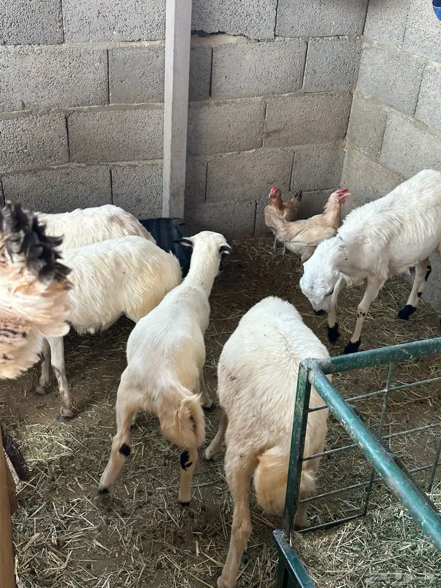 رخال رفيد 14