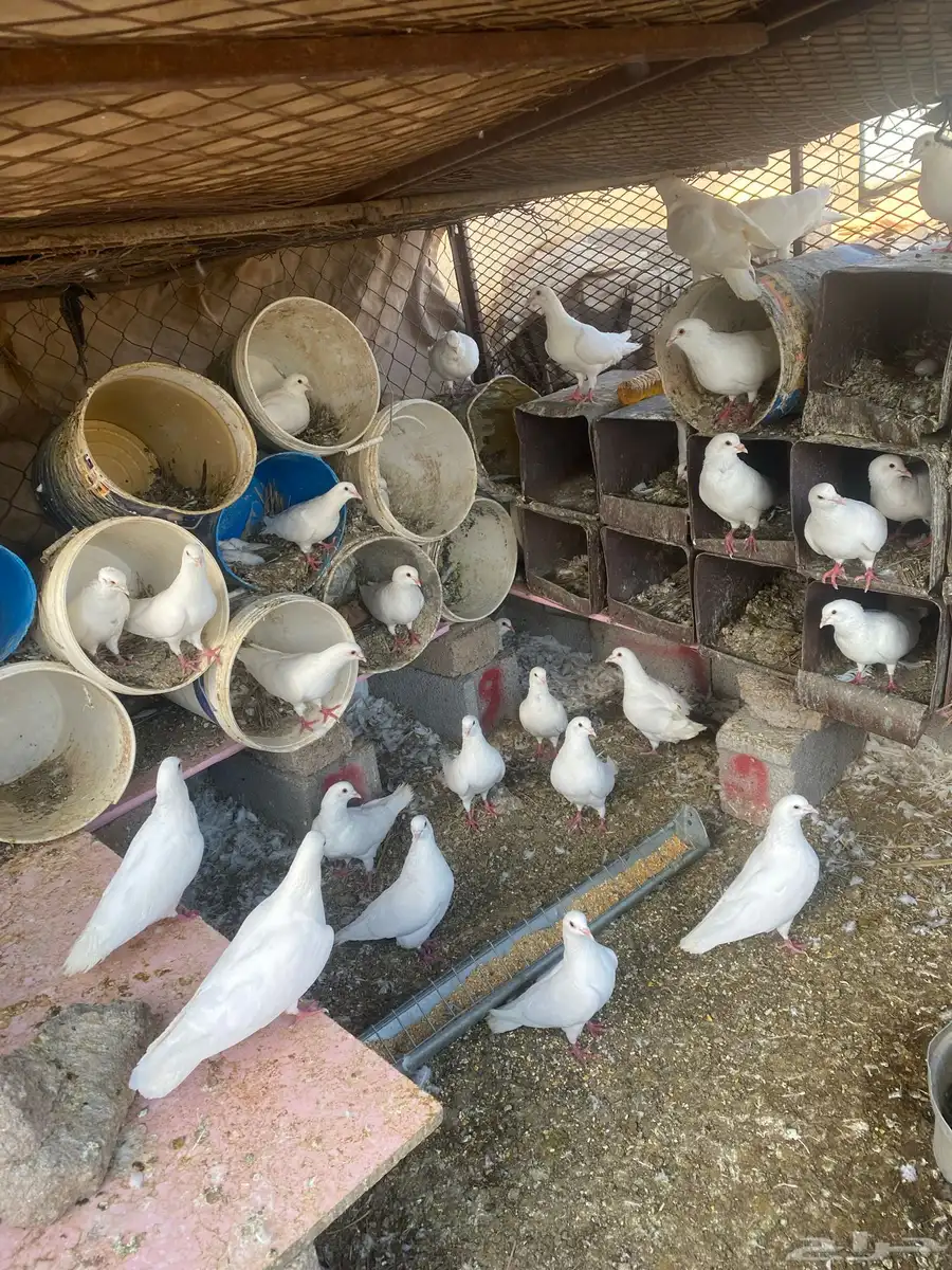 حمام فرنسي 57 حبه كلهن اجواز للبيع 0