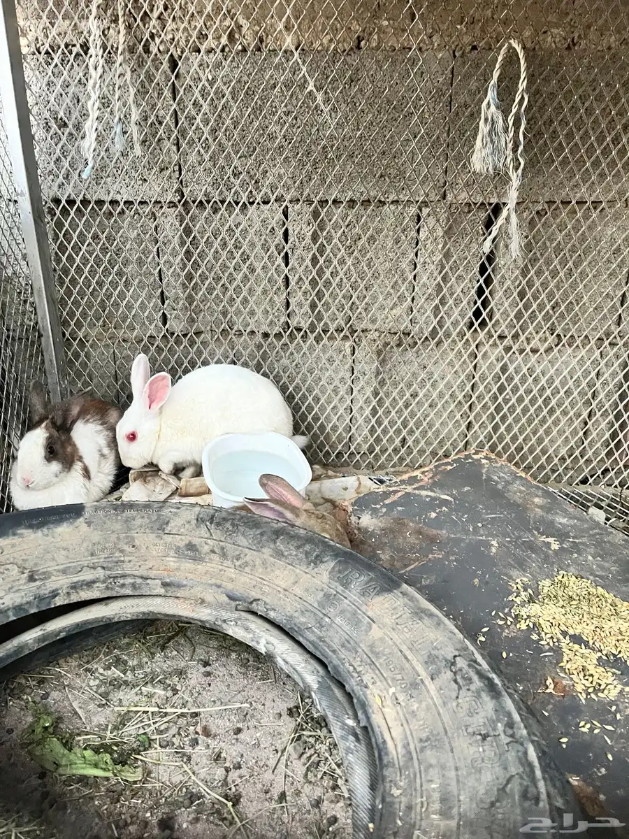 ارنب للبيع 2