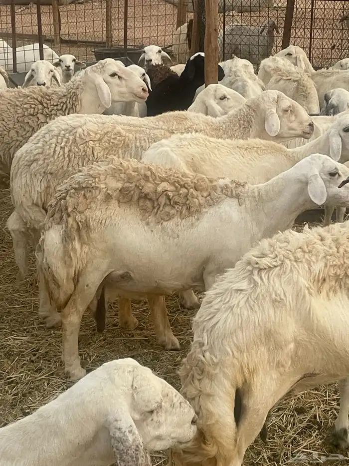 غنم حريات مراح 8