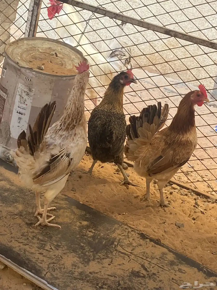 دجاج 2