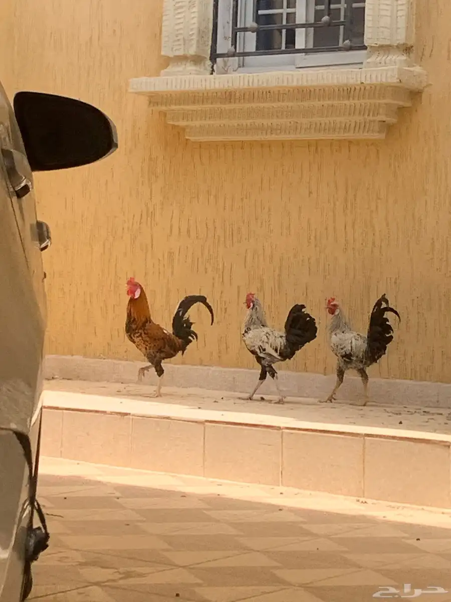 ديوك معجنة بلدي مع باكستاني على السوم واللي يجي إلا الصامل 2