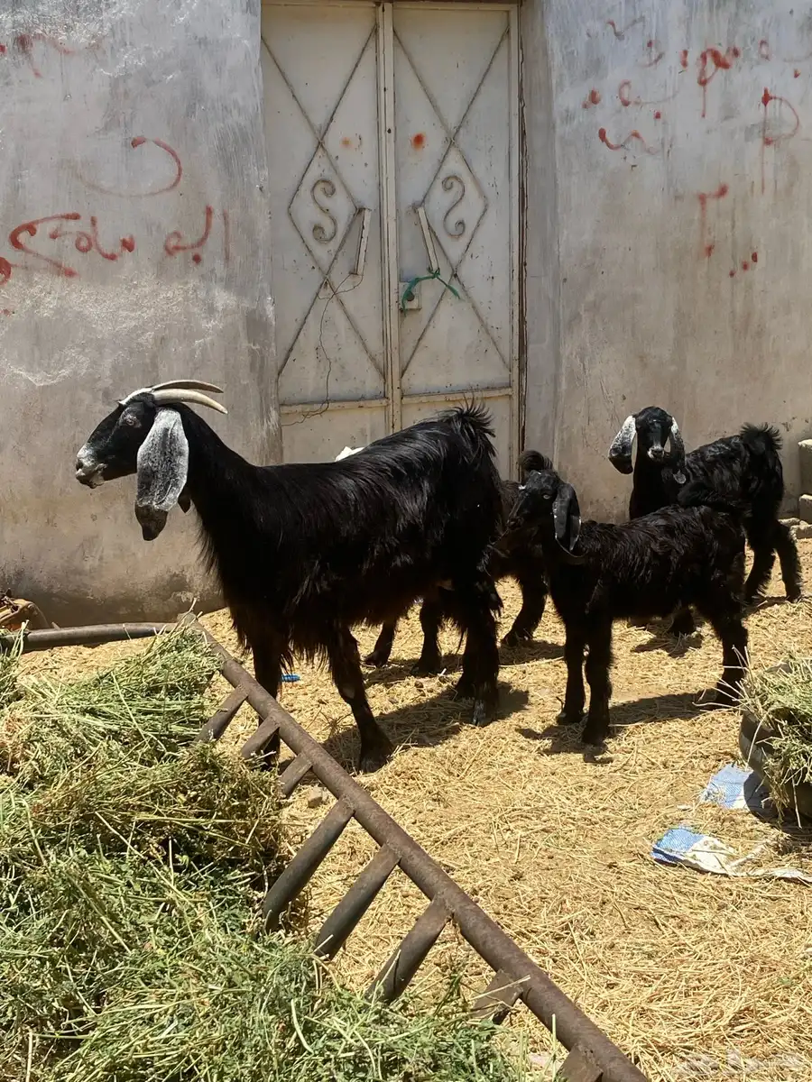 معزا مولده وحده معه تيسين و وحذه معه تيس عياله كبار و شرط 1