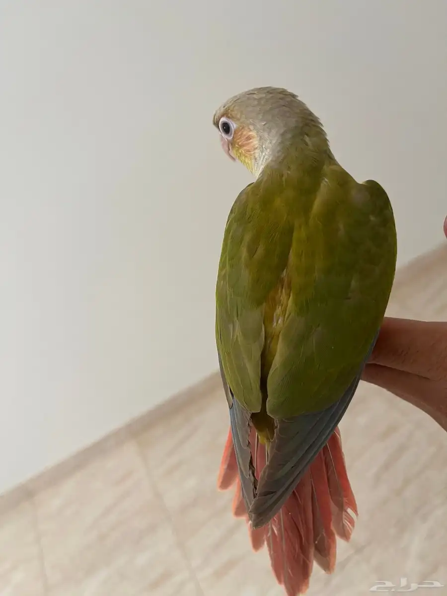ببغاء كنيور اليف ولعوب جدا نشبه 0