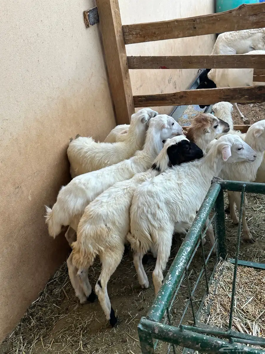 رخال رفيد 2