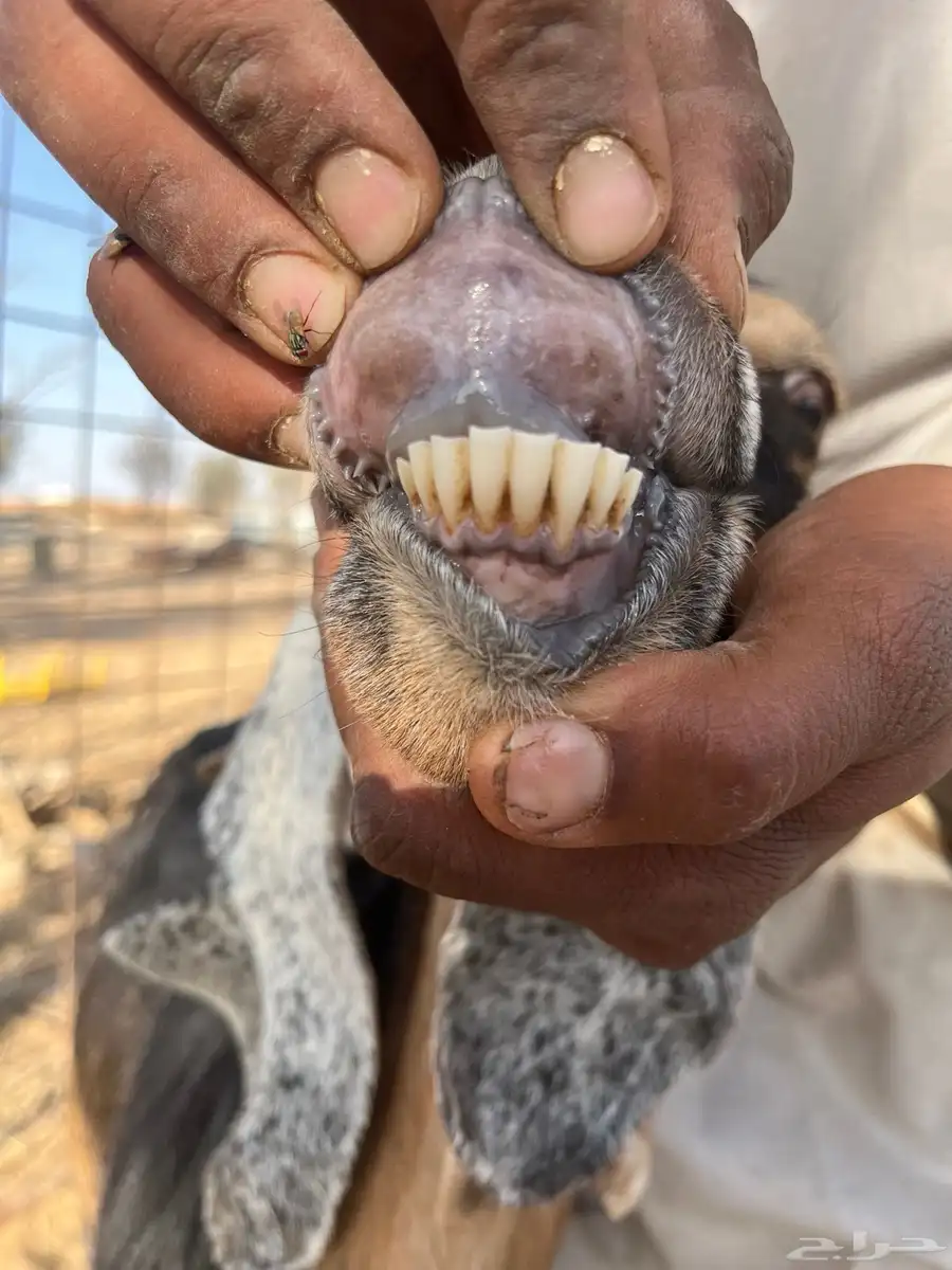 للبيع معزا 4