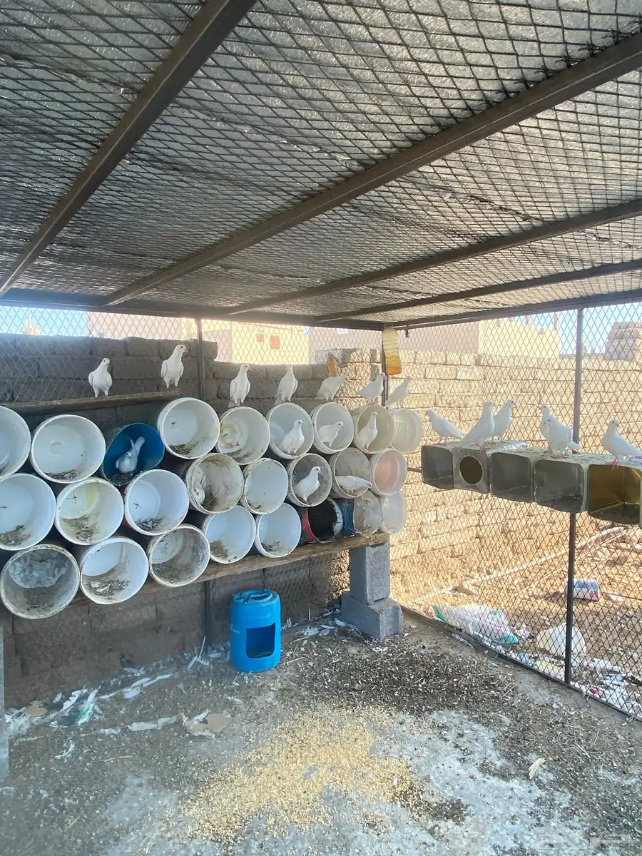 حمام فرنسي 57 حبه كلهن اجواز للبيع 1