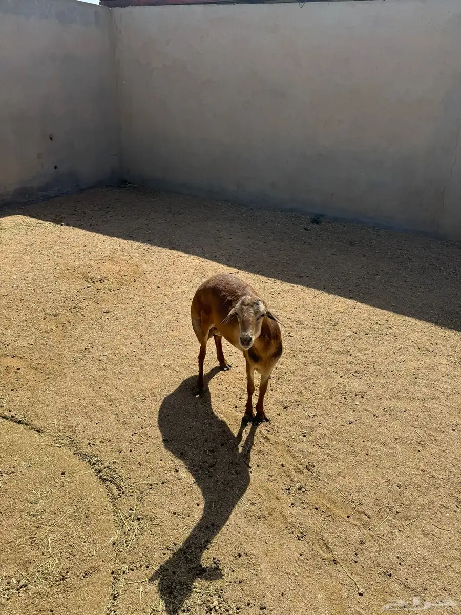 خروف رفيدي مربى له 5 شهور 2