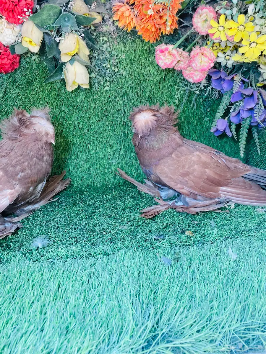للبيع طبه بخاره احمر 2025 2