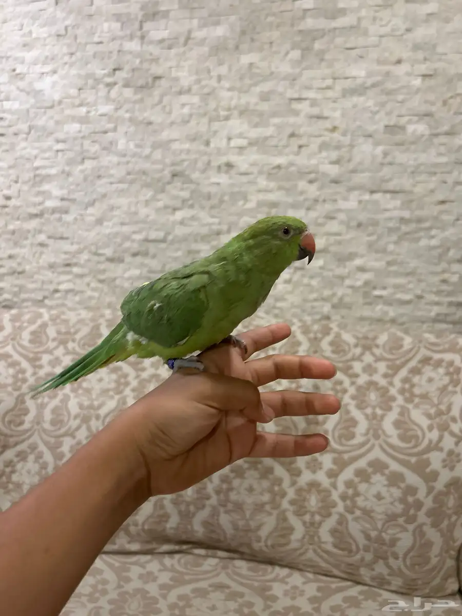 بسم الله الرحمن الرحيم للبيع طير درة لون اخضر اليفة 0