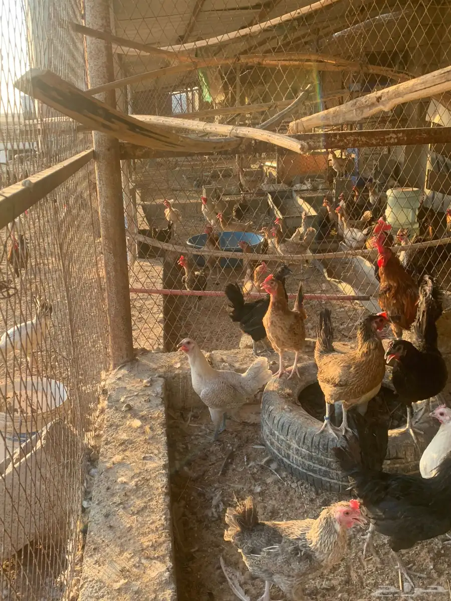 مشروع دجاج 6