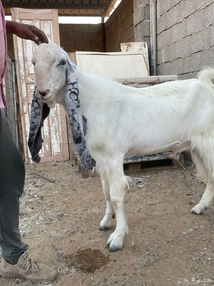 تيس اجم جذع مشروك ابيض 11