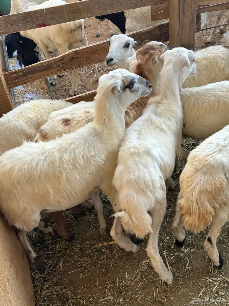 رخال رفيد 1