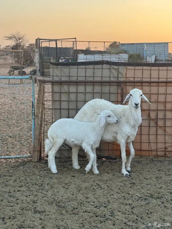 شاه خلفه صنف 2