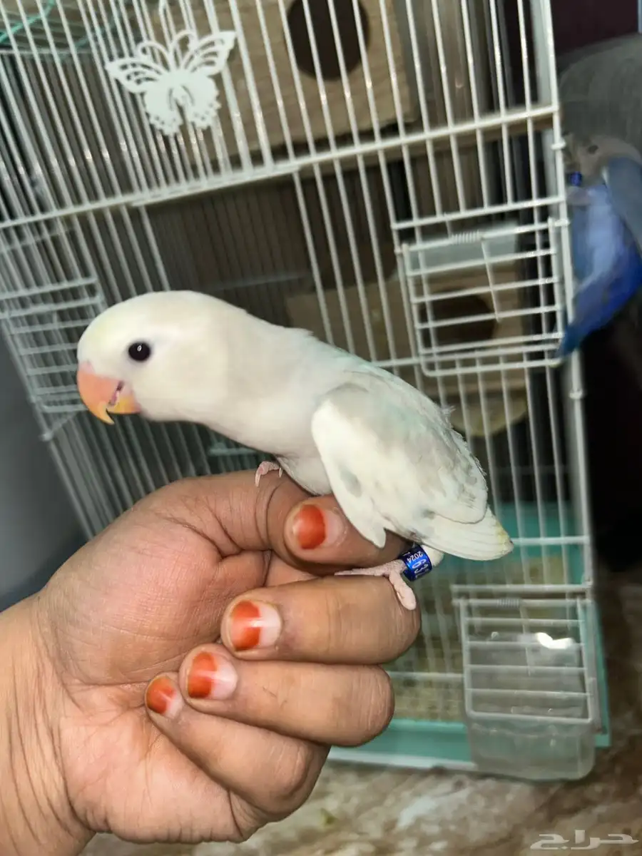 روز اليف مرره 2