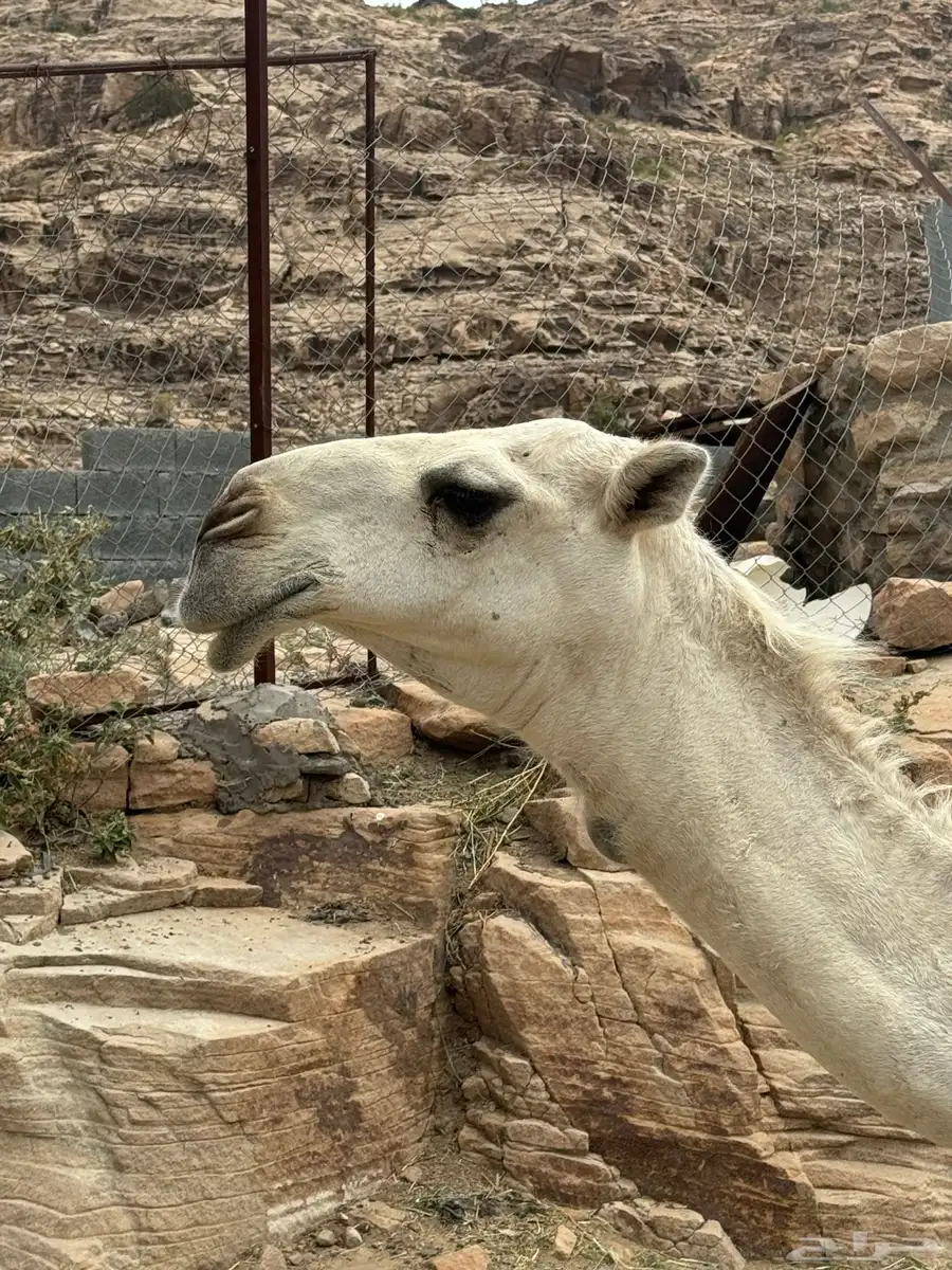 بكره باتليه 1