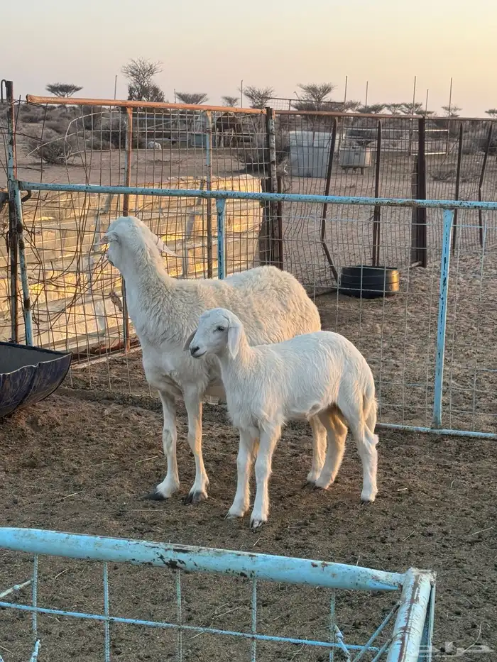 شاه خلفه صنف 0